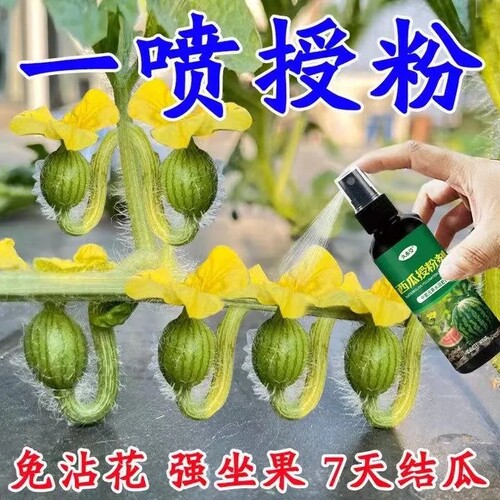 花神纪西瓜授粉点花药保花保果