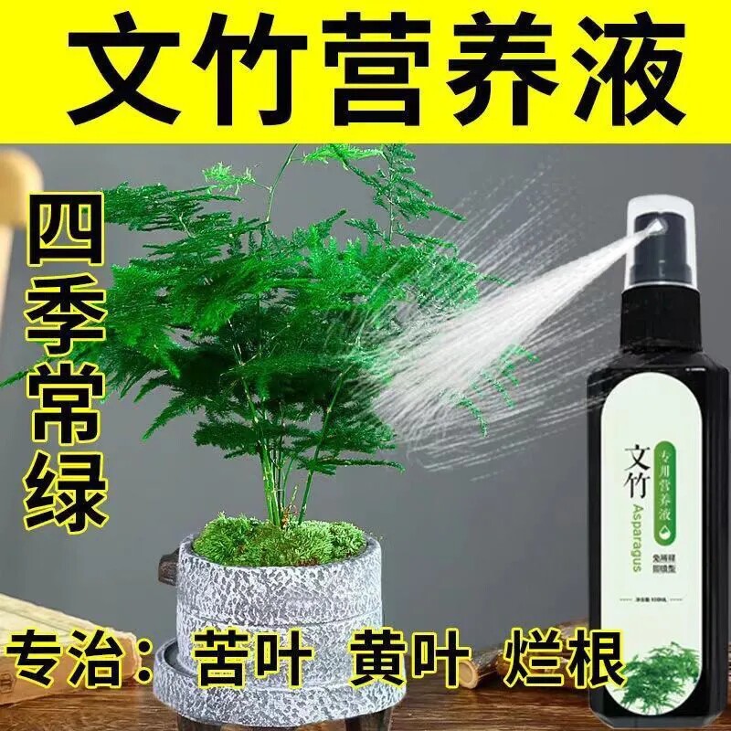 【文竹专用营养液】根部腐烂叶黄干尖一喷绿肥料叶子发黄怎么办