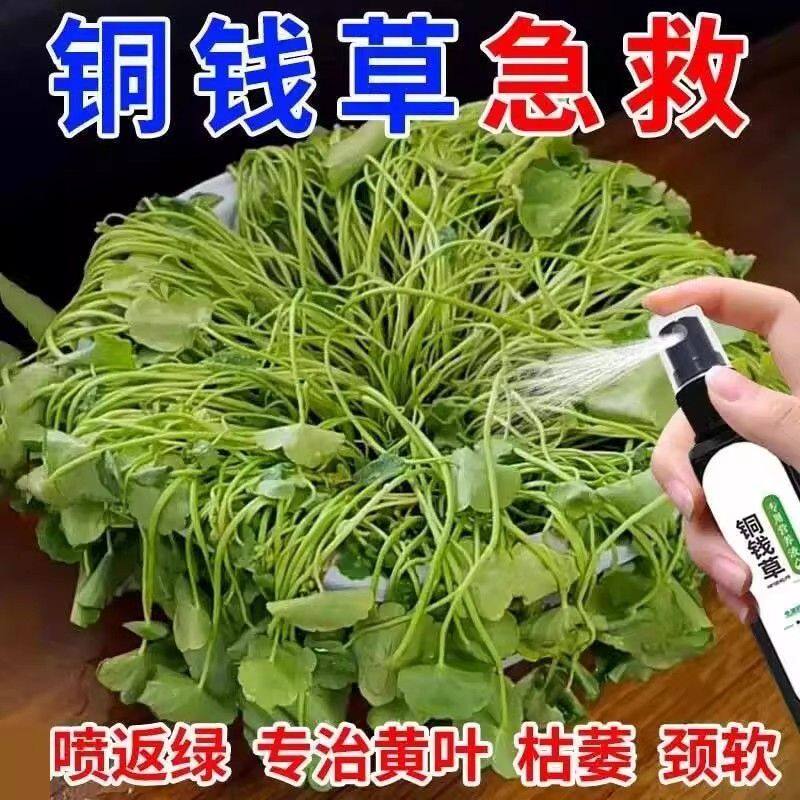 一喷疯长】铜钱草营养液防黄叶枯萎烂根促生长爆嫩叶水培通用肥料