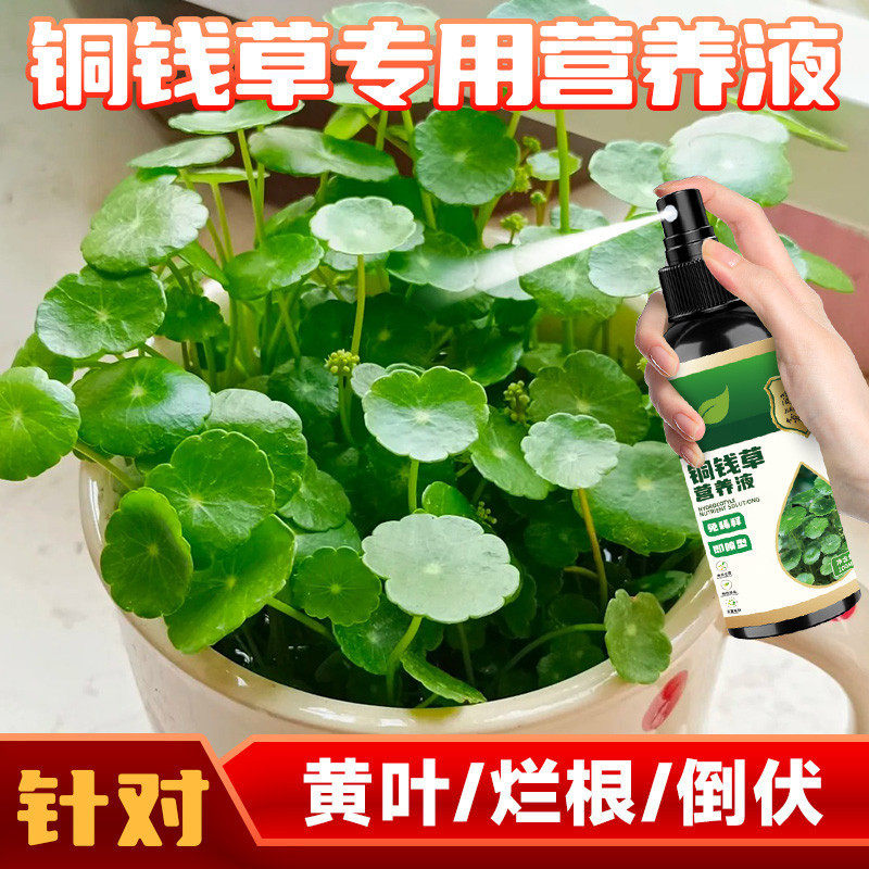 花神纪铜钱草营养液免稀释促生长