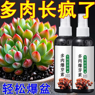 多肉专用营养液爆芽催芽生根液烂叶掉叶增色防徒长液体防干瘪烂梗