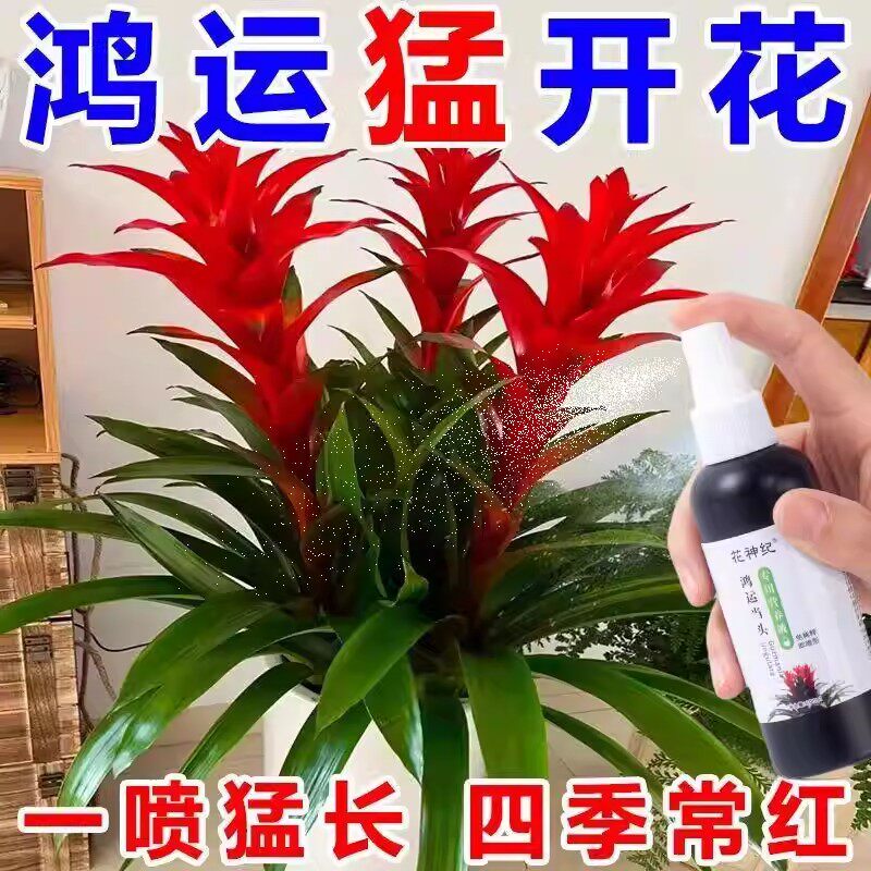 花神纪鸿运当头促花防黄叶营养液