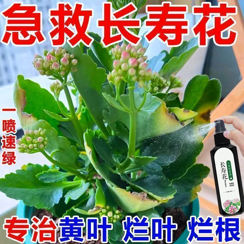 长寿花专用营养液四季催开花延长花期黄叶烂根保花期免稀释营养液