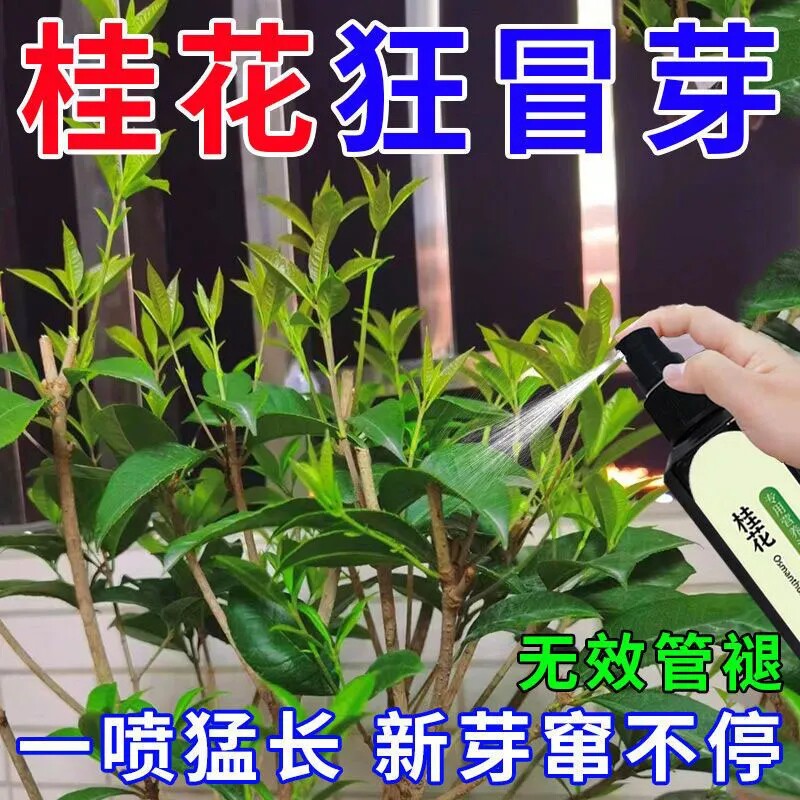 桂花树营养液专用肥料家用促开花有机液体浇花花元素园艺营养液