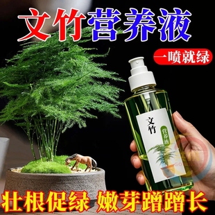 【拯救】文竹营养液一喷绿专用肥叶子发黄干尖枯瘦烂根落叶促生长