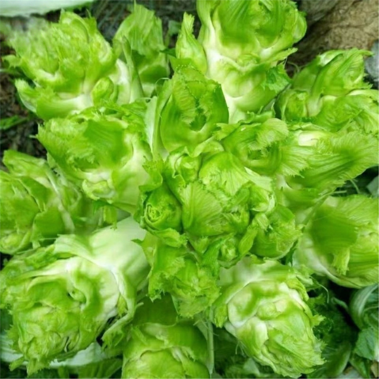 儿菜正宗四川特产四季播种籽