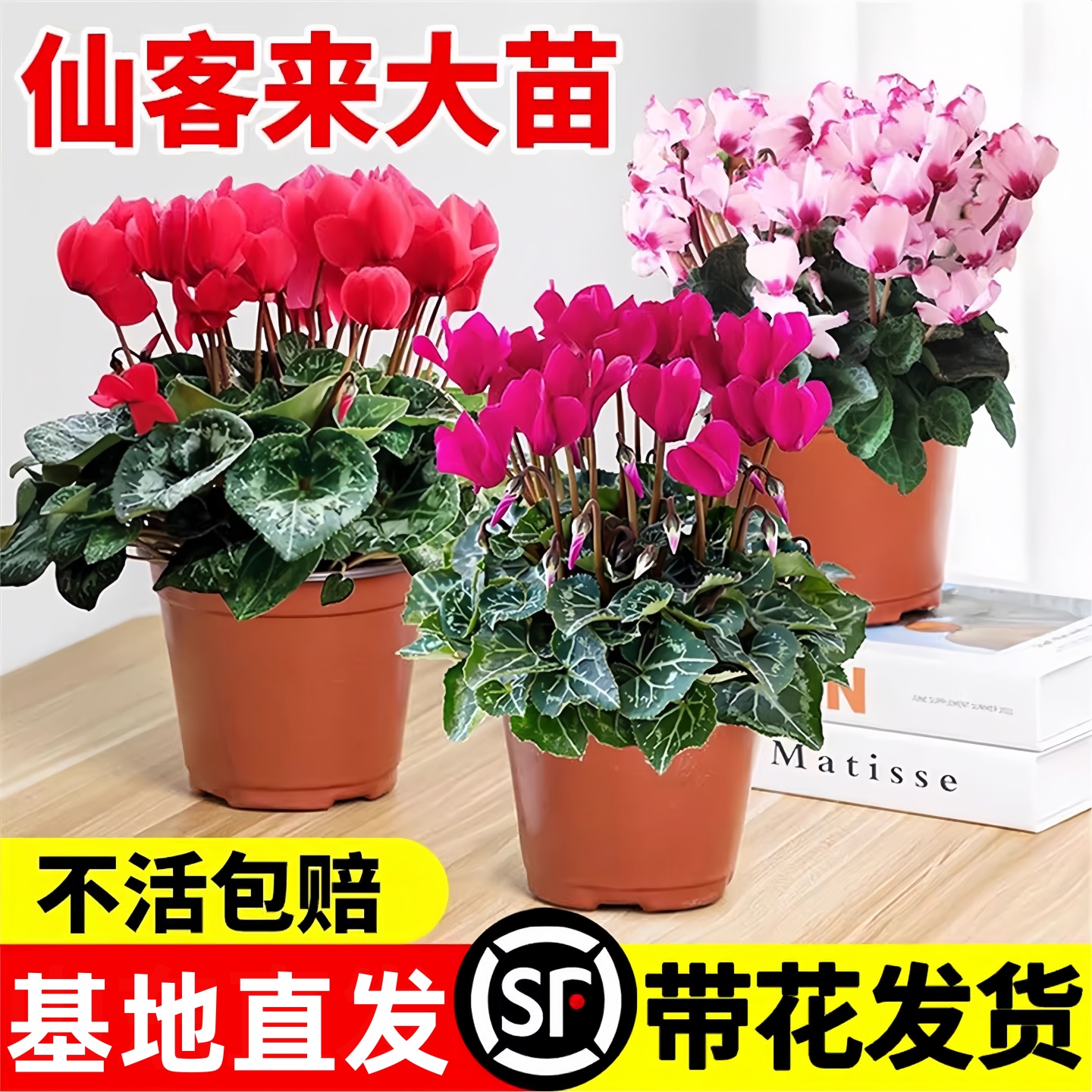 仙客来盆栽花苗兔耳好养大