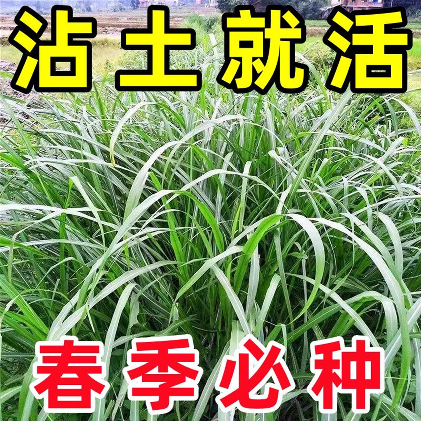 香茅草种子四季种室外庭院易活