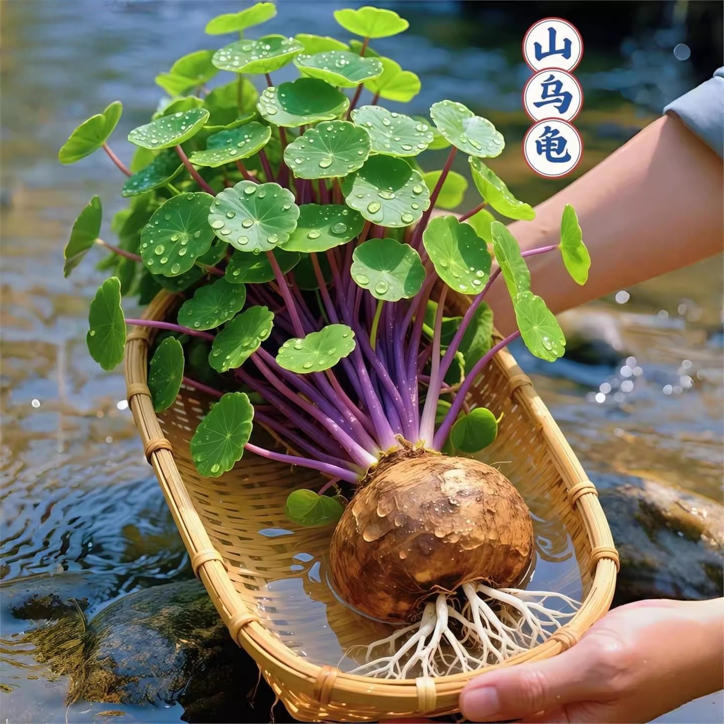 精选山乌龟爬藤植物金不换地