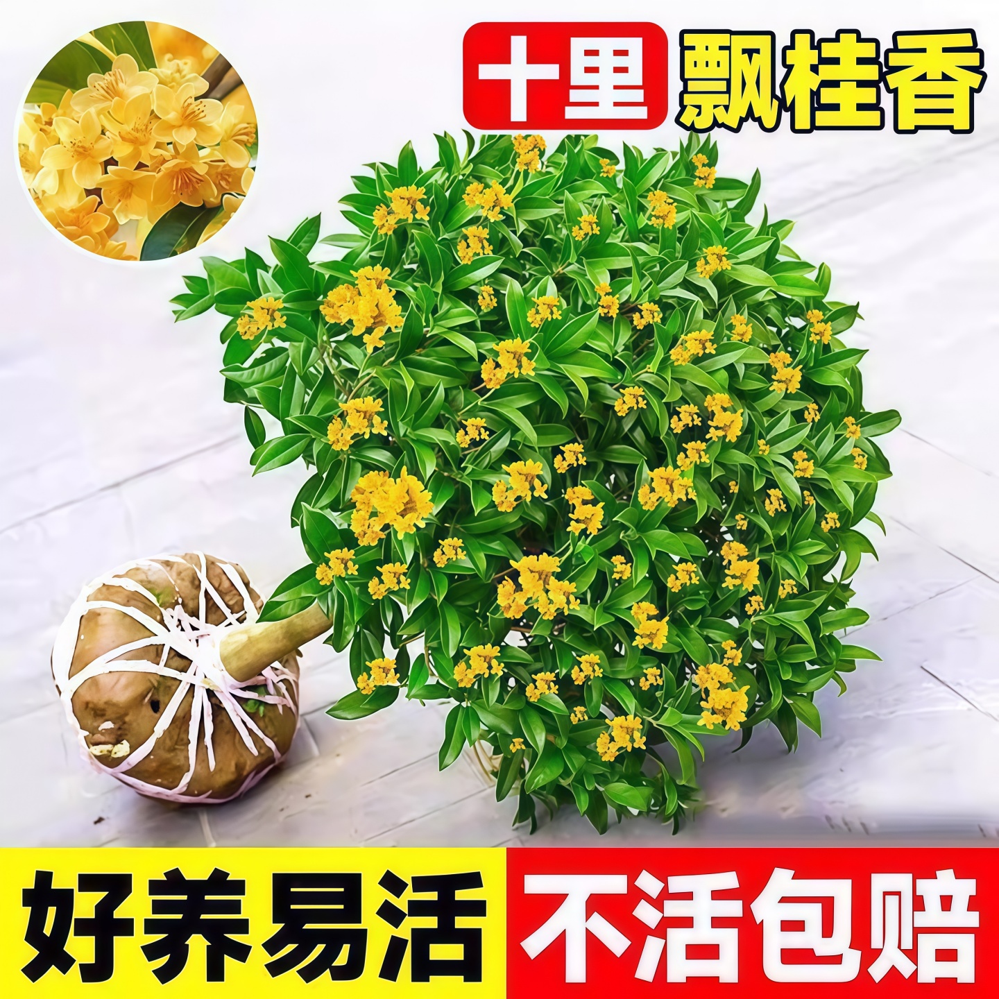 四季桂盆栽桂花树苗可食用多季
