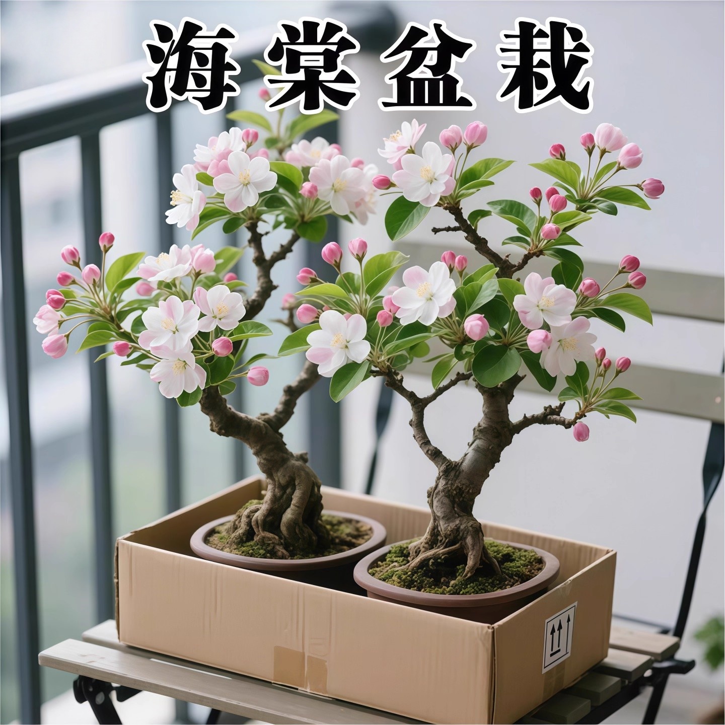 海棠花盆栽树苗盆景重瓣老桩