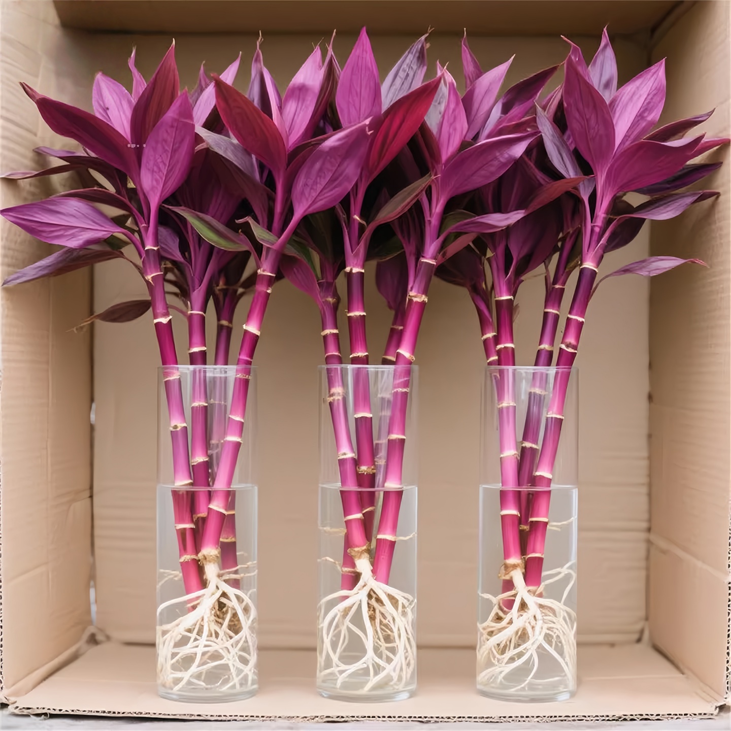 紫色富贵竹水培植物紫竹鸿运竹