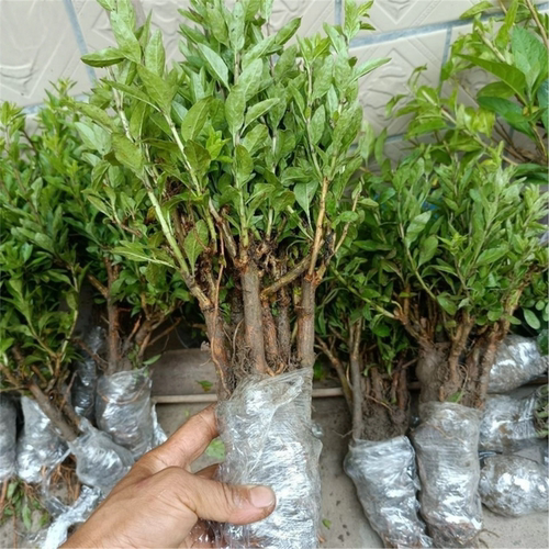 枸杞菜苗四季植物枸杞叶新鲜食用