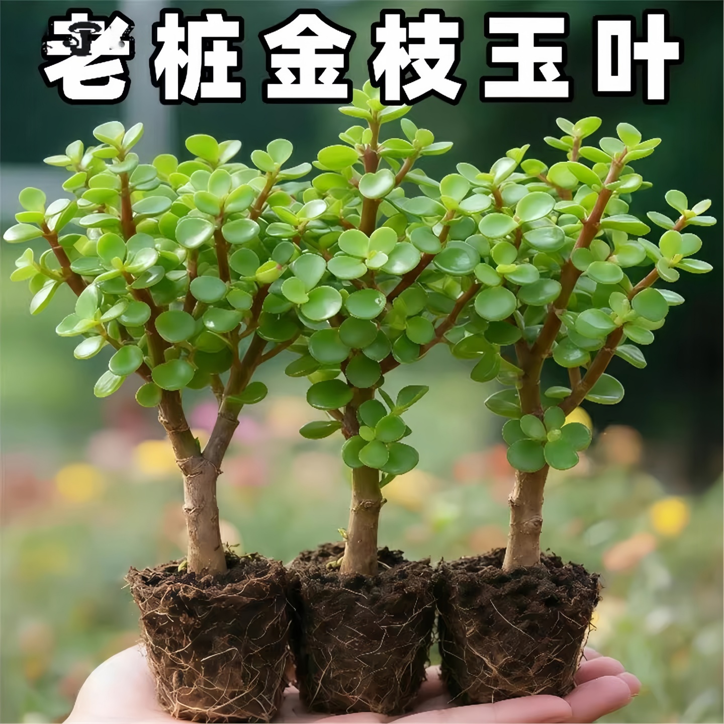 金枝玉叶多肉植物室内盆栽四季