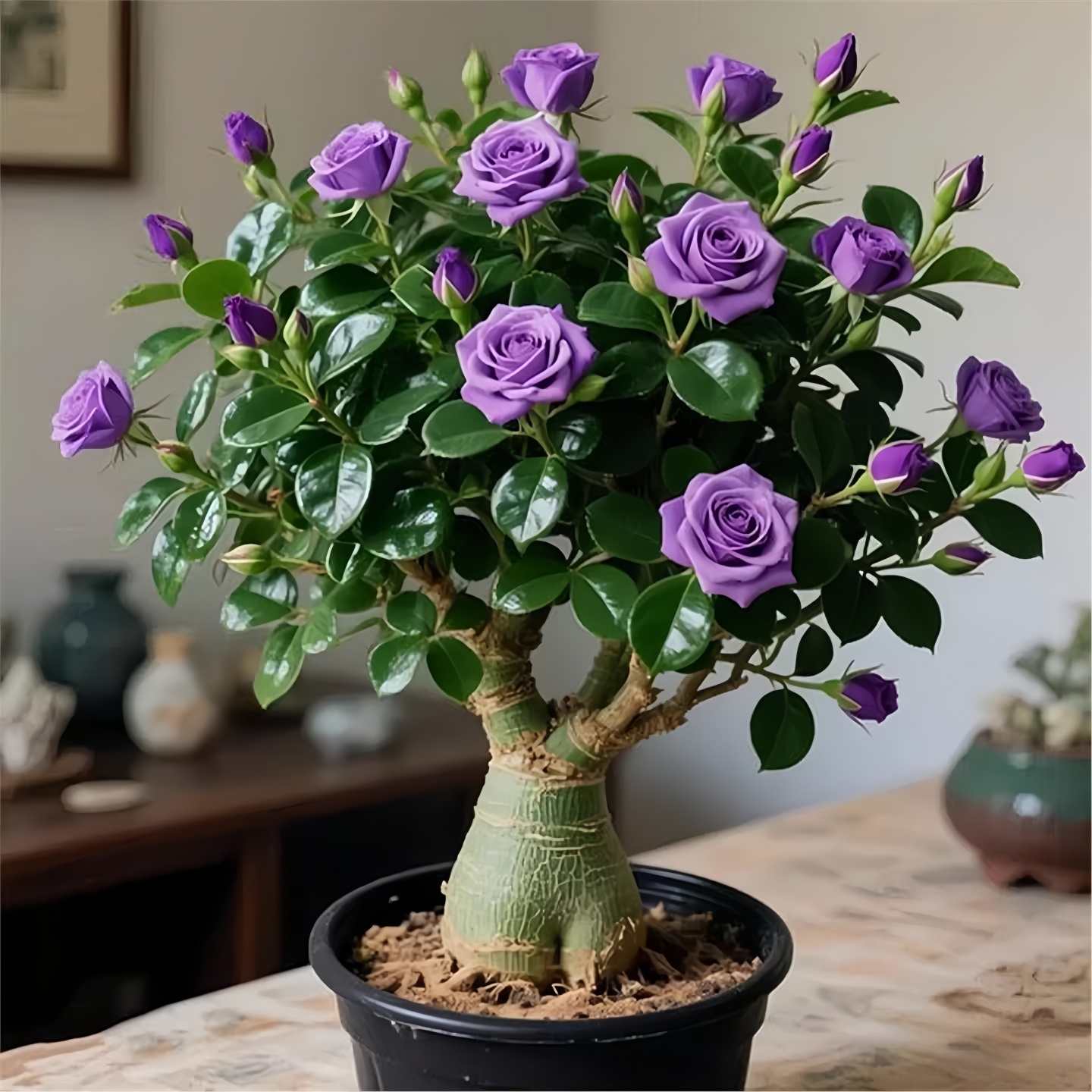 精品浓香型沙漠玫瑰盆栽四季开花