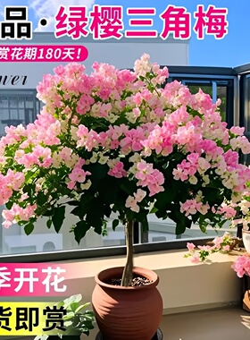 绿缨三角梅盆栽带花树苗四季开花卉老桩绿植物苗重瓣爬藤三角梅花