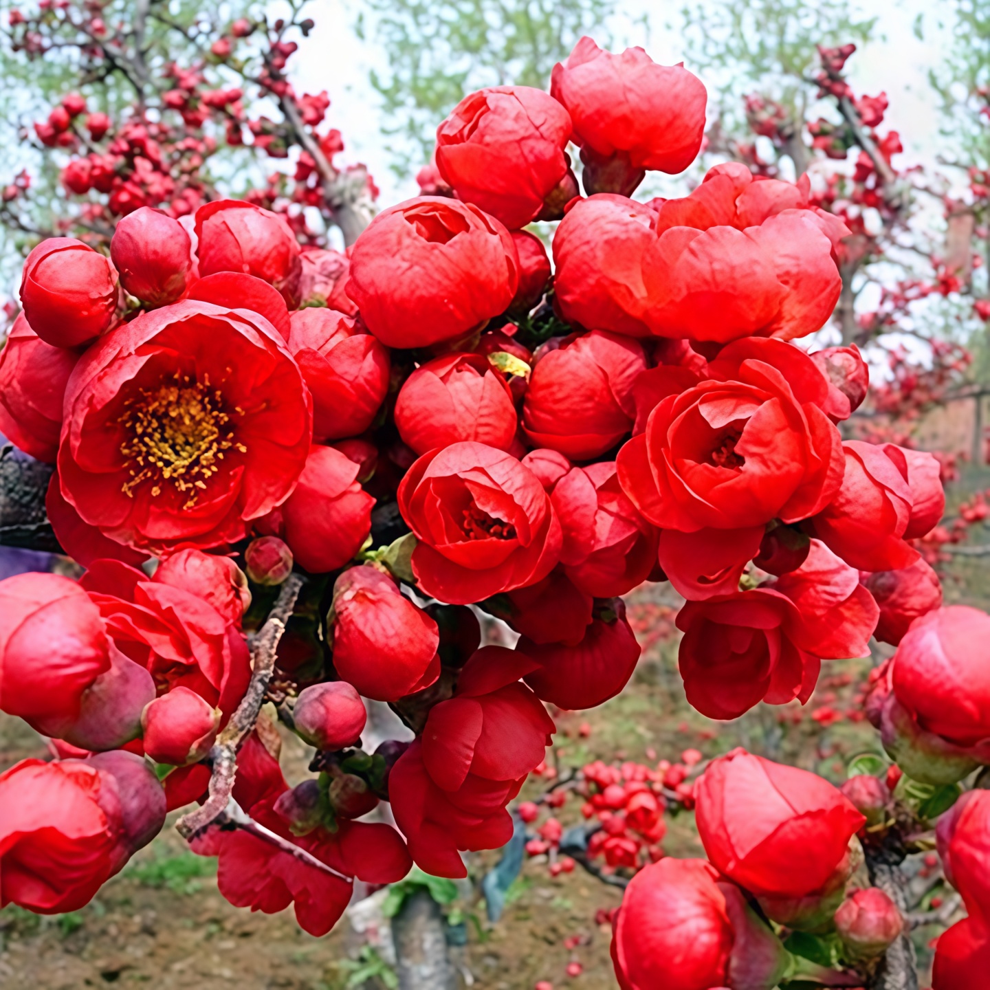 长寿乐海棠花盆栽四季花卉树苗