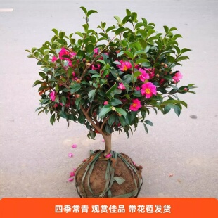 茶梅花盆栽树苗四季 常青球财神阳台绿植物老桩带花苞庭院耐寒花卉