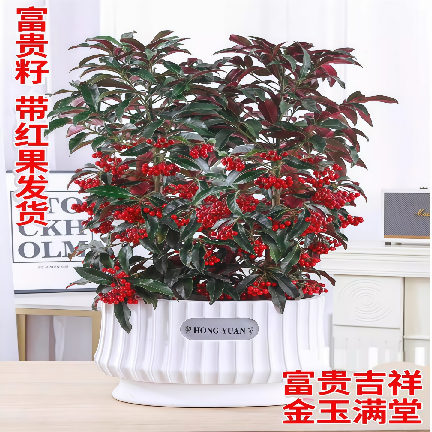 富贵籽盆栽带红果发货金玉满堂
