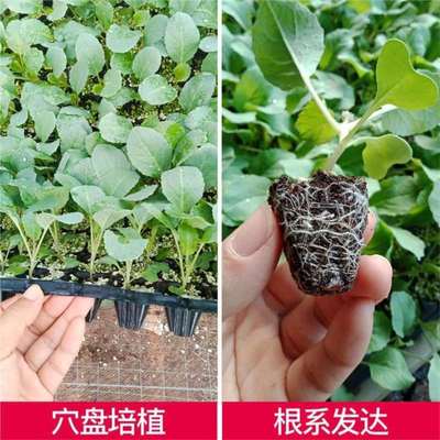 扁圆包菜秧苗耐寒蔬菜种苗甘蓝苗莲花白茴子白大头菜蔬菜种孑高产