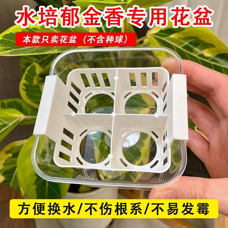 水培郁金香透明塑料定植篮花盆图片