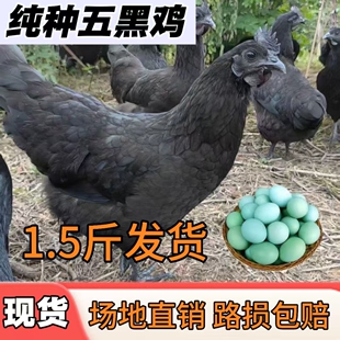青年五黑鸡活苗正宗散养乌骨鸡黑鸡活苗高产绿壳蛋鸡脱温鸡苗包邮