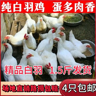 散养白羽鸡活苗农家土鸡苗白来航鸡脱温鸡苗蛋鸡活苗小鸡苗散养鸡