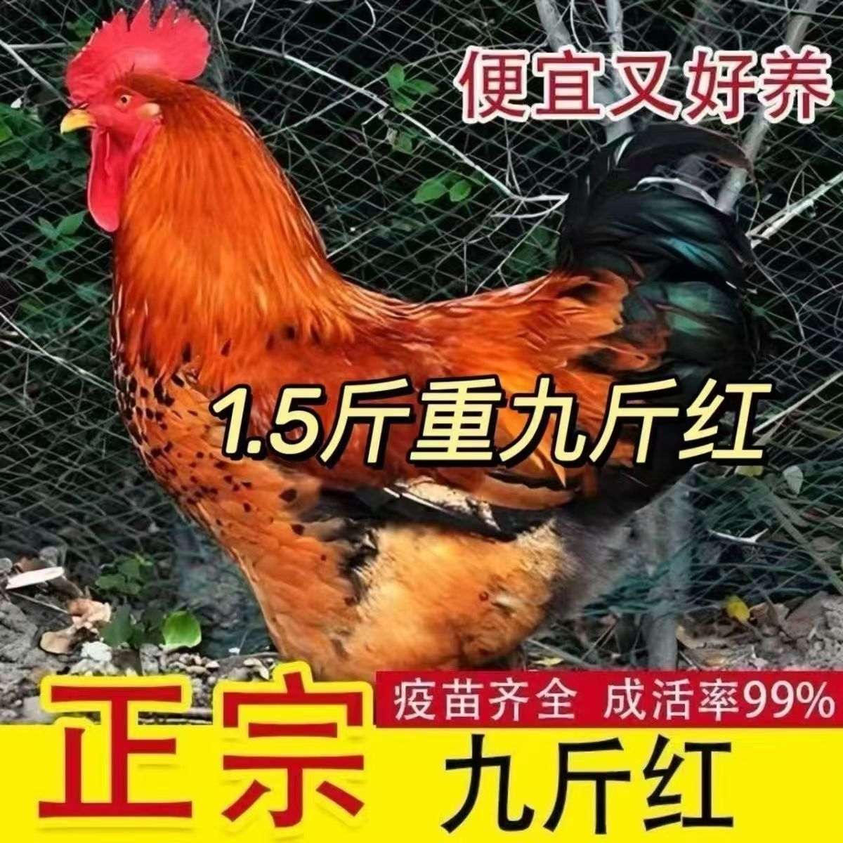 1.5斤散养公鸡活苗大红公鸡九斤红公鸡活苗纯种公鸡活苗小鸡活苗