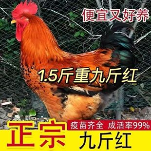 1.5斤散养公鸡活苗大红公鸡九斤红公鸡活苗纯种公鸡活苗小鸡活苗