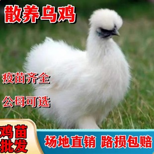 散养乌鸡活苗乌骨鸡活苗脱温鸡苗白凤乌鸡高产绿壳蛋鸡小鸡活苗
