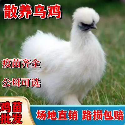 散养乌鸡活苗乌骨鸡活苗脱温鸡苗白凤乌鸡高产绿壳蛋鸡小鸡活苗