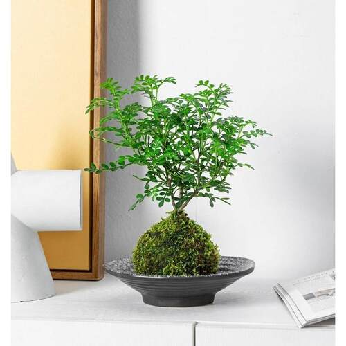 水培植物苔藓球清香木胡椒木盆景室内驱蚊水养绿植盆栽四季常青