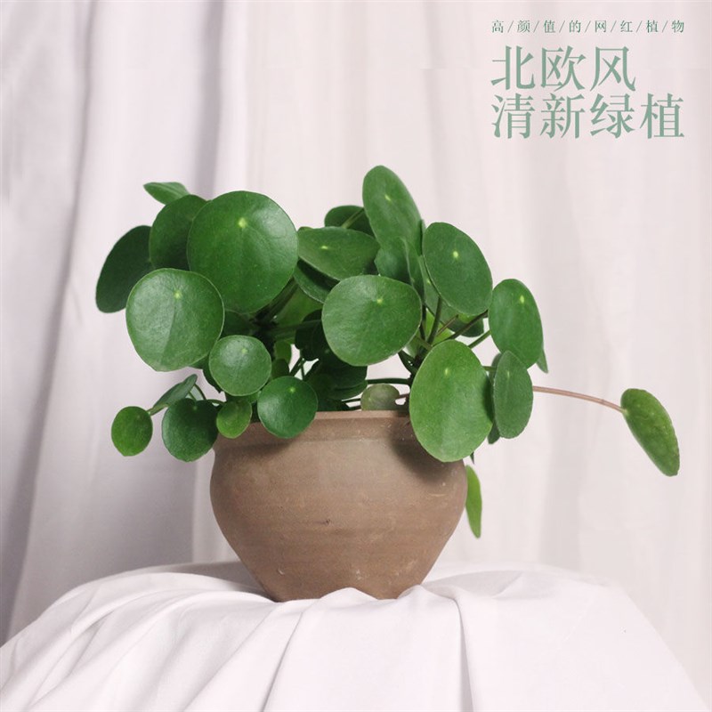 镜面草多肉老桩小苗观叶植物盆栽卧室客厅桌面耐阴净化空气小圆叶