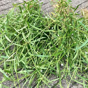 潮汕新鲜白花蛇舌草小号百花蛇舌草蛇总管中草药干品半边莲半枝莲