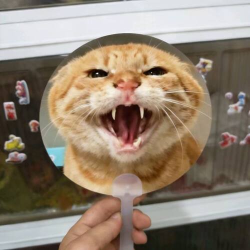 小红书爆款耄耋猫猫叫2变表情