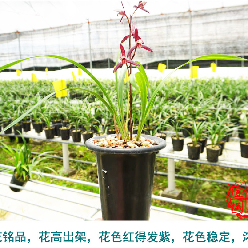 绿植花卉 云南室内兰花苗自然种植 建兰 墨宝 阳台花卉兰花盆栽