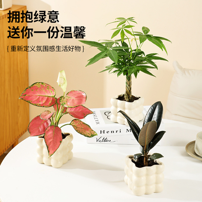 办公室桌面绿植小盆栽ins