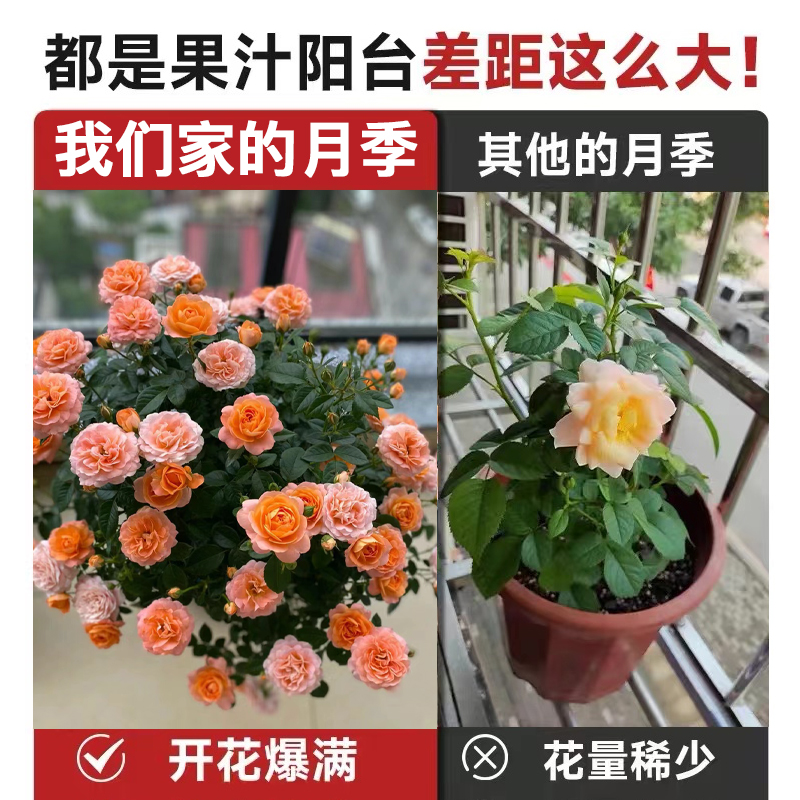 果汁阳台月季盆栽灌木大花多头玫瑰花卉盆栽冬季耐寒耐冻室内植物