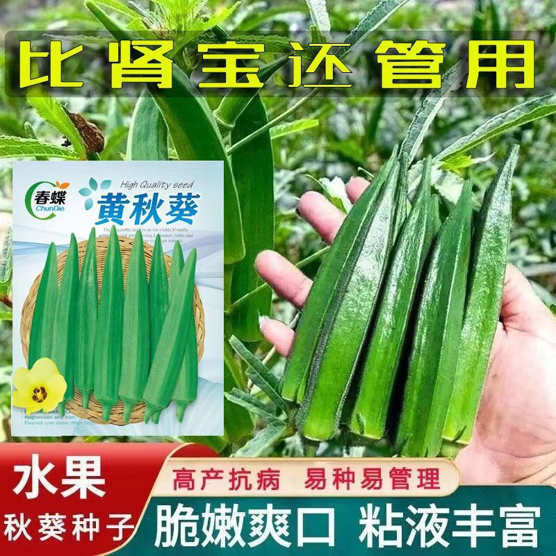 黄秋葵种子正宗农家阳台庭院盆栽原装易种蔬菜种子大全夏季种籽新