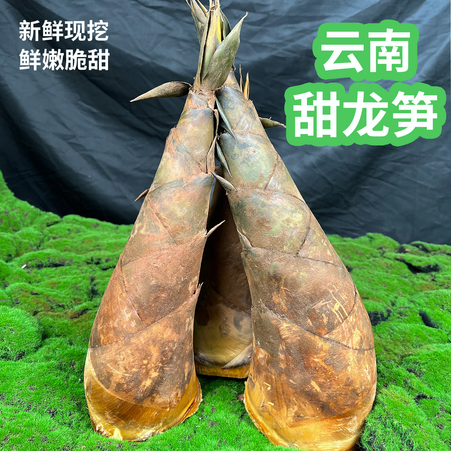 正宗云南新鲜甜龙笋鲜笋
