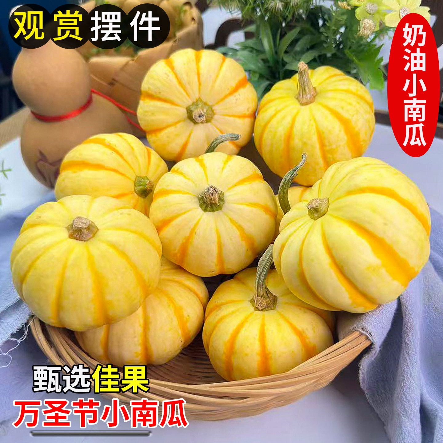 新鲜小南瓜金桔贝贝南瓜摆件观赏文玩真花材万圣节氛围装饰品礼物,水产肉类/新鲜蔬果/熟食,南瓜,淘宝优惠券,粉丝福利购,淘宝优惠卷