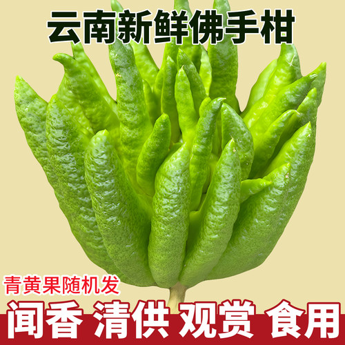 现摘云南新鲜佛手柑观赏可食用