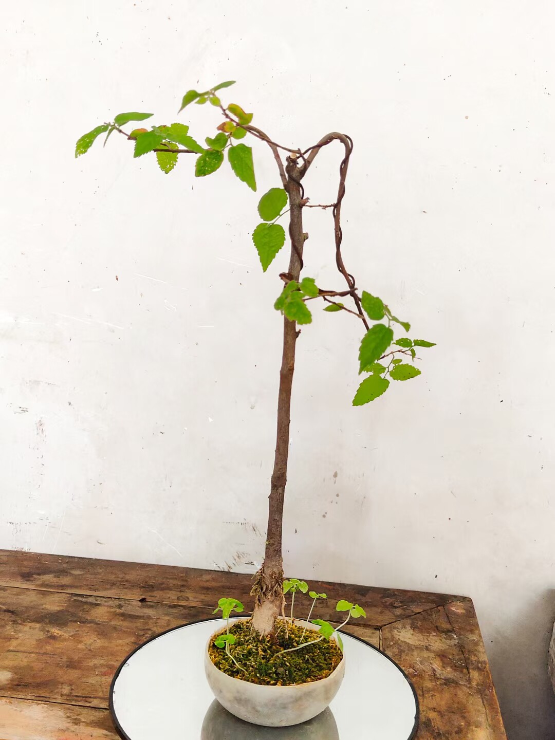 包邮小型文人桩小型盆景居家摆件桌面摆件朴树榆树小品