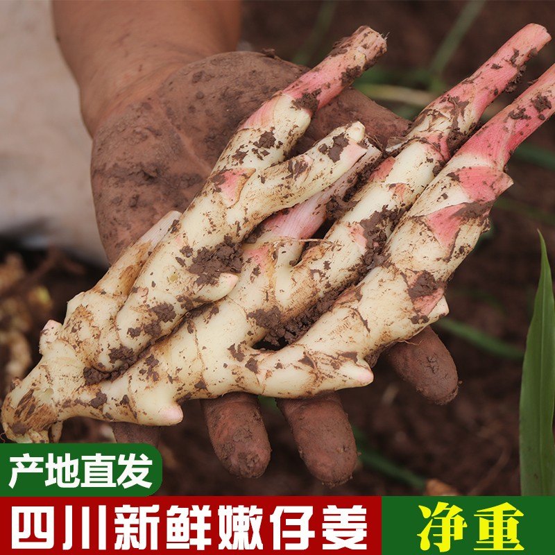 咗酱爷四川现挖新鲜红芽嫩姜仔姜生姜泡姜原料子姜半/1/2/3/5斤