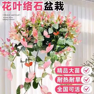花叶络石四季五彩花卉盆栽彩络叶吊篮阳台爬藤苗绿植庭院植物垂吊