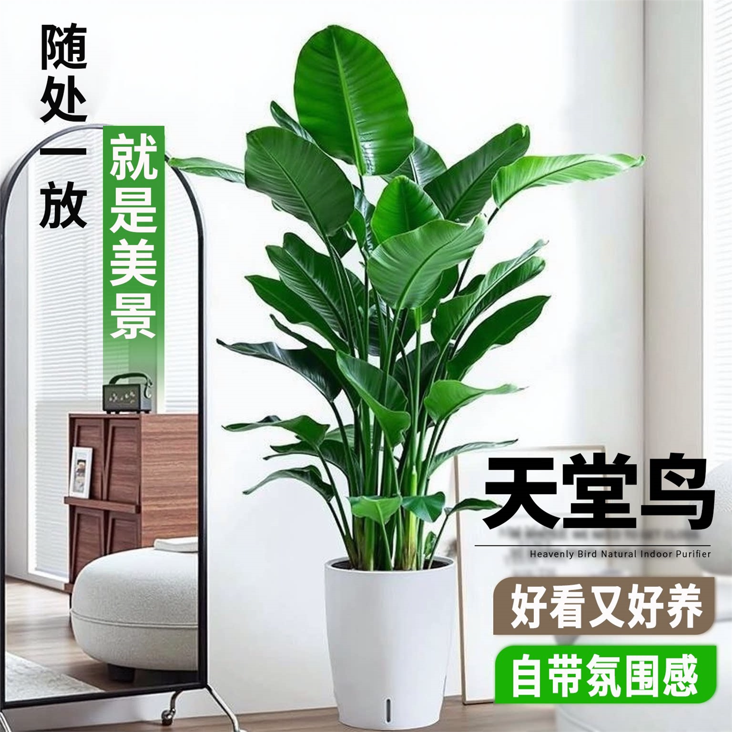 天堂鸟盆栽客厅大型绿植办
