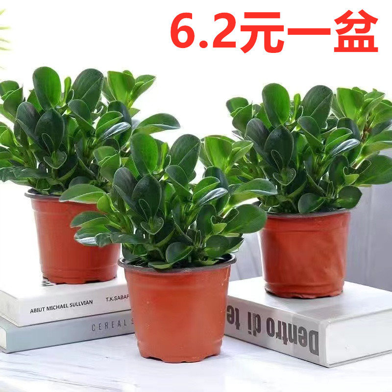 碧玉盆栽室内绿植盆景豆瓣绿去甲醛客厅桌面绿植四季常青净化空气