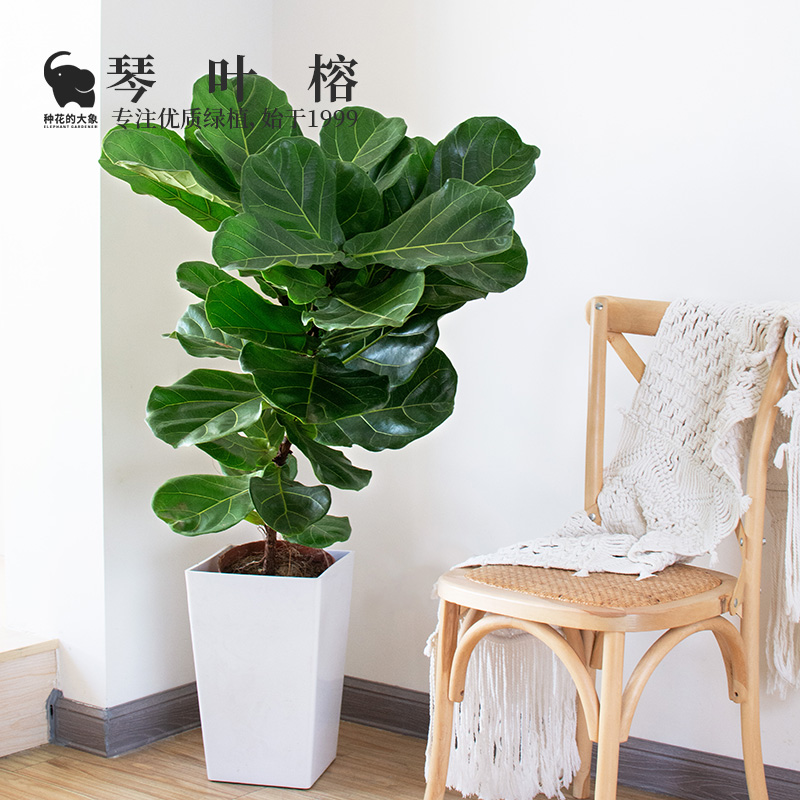 种花的大象叶琴榕北欧型绿