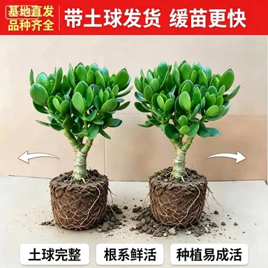 玉树盆栽老桩大颗好养室