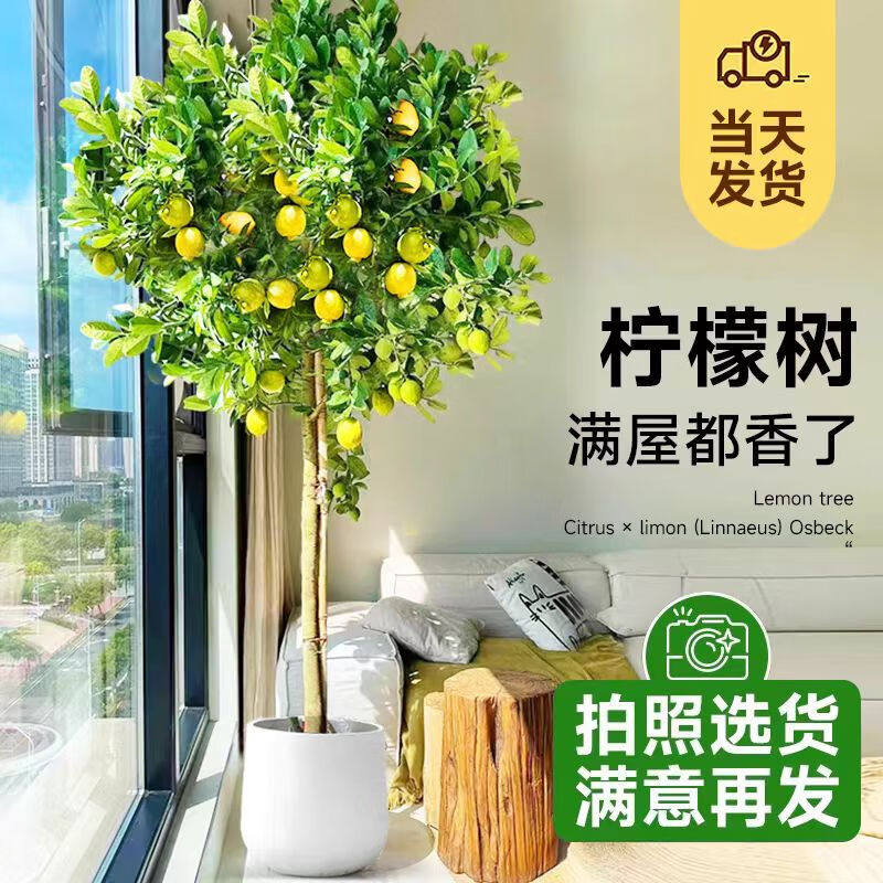 香水柠檬树盆栽带果客厅绿植室内阳台落地大型植物四季好养可食用